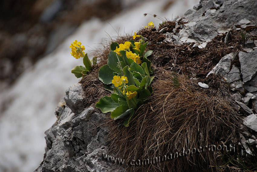 09 03755 Primula Orecchia d'orso.JPG